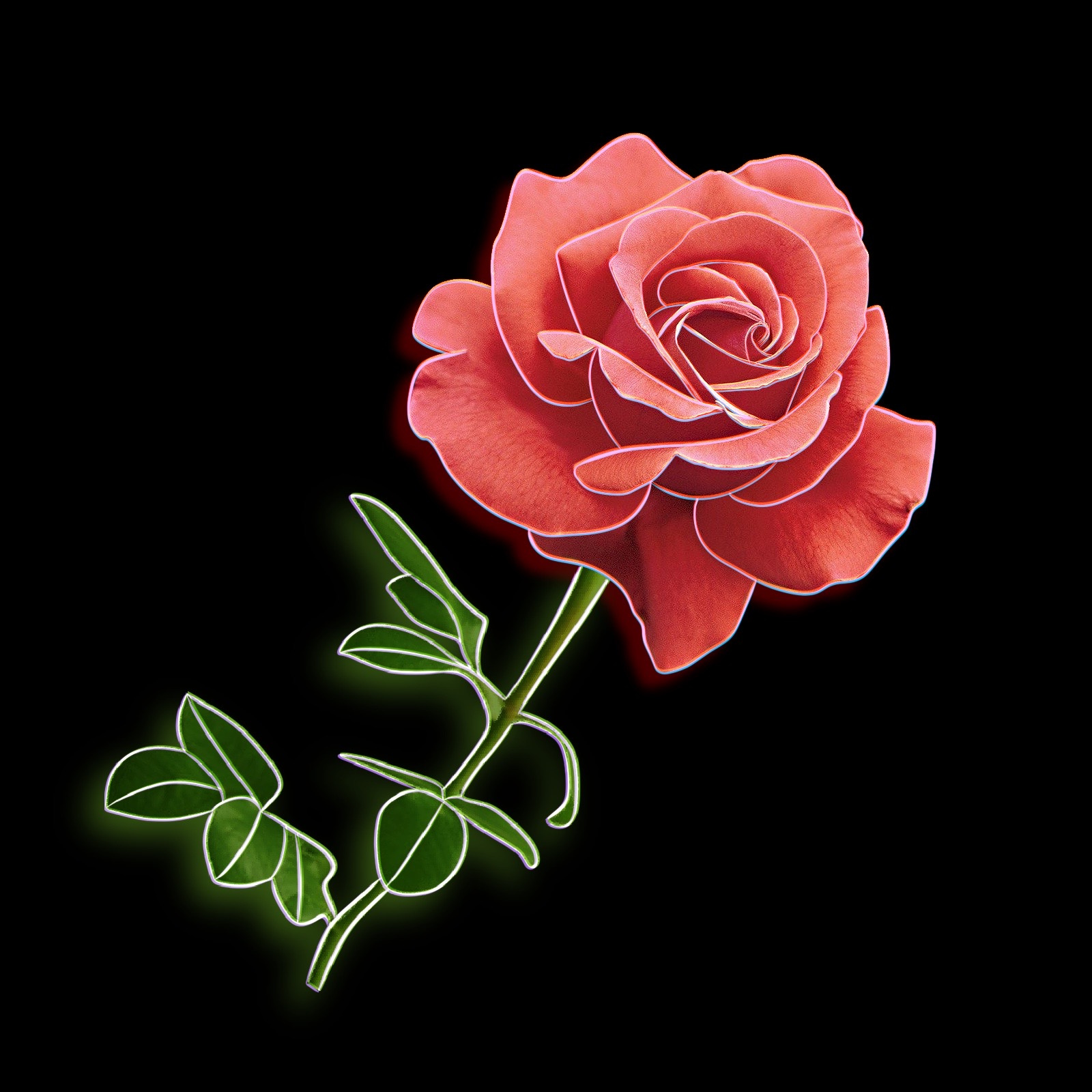 Rose